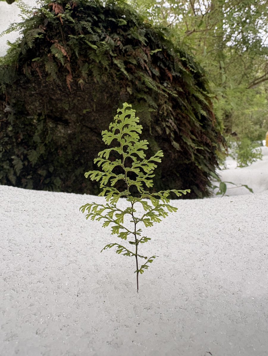 senvuscamp's tweet photo. 雪が積もった屋久島の森は緑と白のコントラストが綺麗で、また違った雰囲気を醸しています🌱
（やみー）
#ナイスセンバス https://t.co/MoUUgAVQx0