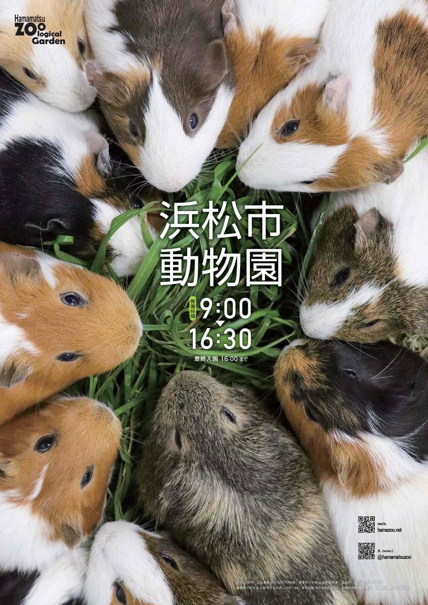 hamamatsuzoo's tweet photo. 今年の動物園ポスターができました。
今回のモデルは、モルモットたちです。
うまうまですね。
#浜松市動物園 https://t.co/KHC2H3ZQ18