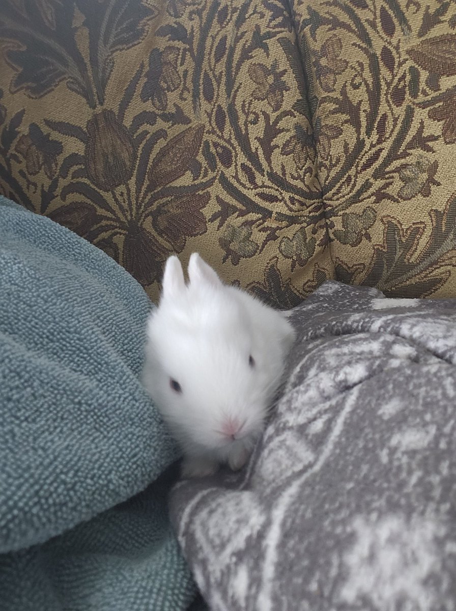 Life on the homestead is full of surprises—like these unexpected but oh-so-cute new bunnies! Already on day 12, and they’re growing so fast. Watching them thrive has been pure joy. #HomesteadLife #BunnyLove #UnexpectedJoy #CountryLiving #FarmLife #RaisingRabbits #NatureMagic