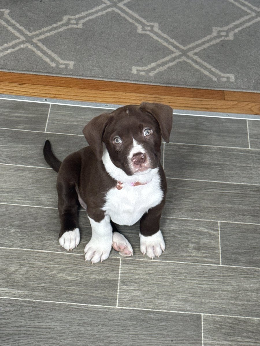 Everyone say hi to Sadie!! New addition to the family!