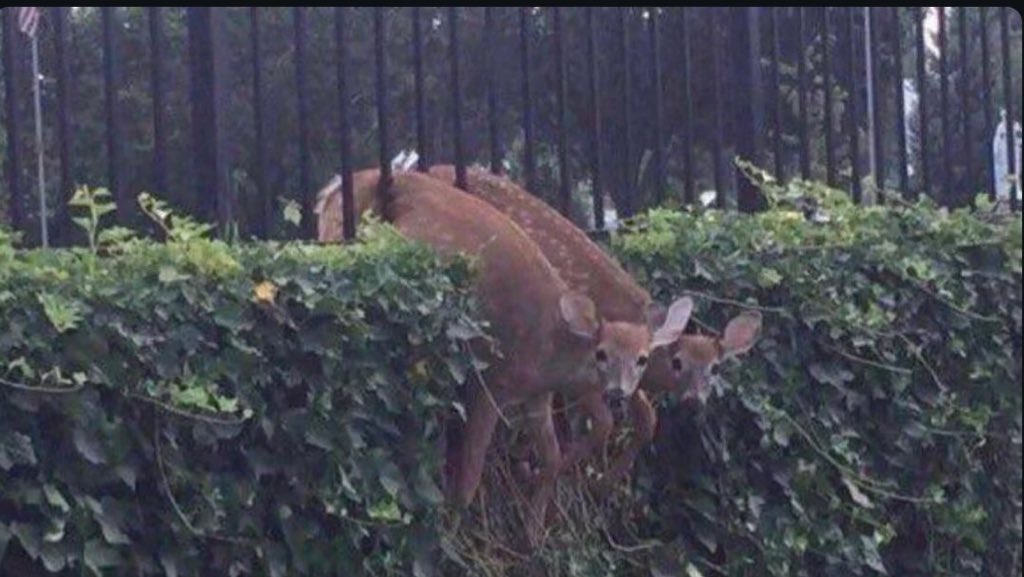 told  you  this  was  stupid .