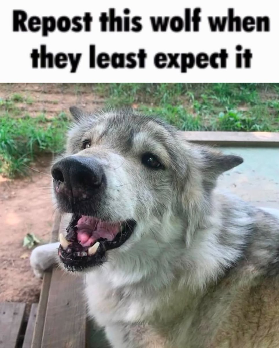 Some Kind of Wolf (@jimmybelvins) on Twitter photo 