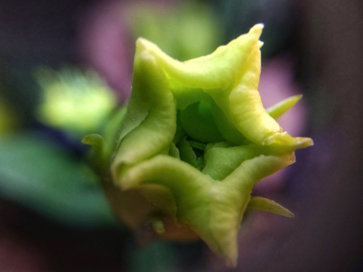 kimmaylou's tweet photo. 054/365: "Believe that the world is an ethereal flower, and ye live." —Jack Kerouac, The Dharma Bums
Star/Flower
02.23.2025
#photooftheday #project365 #ayearwithmycamera #photoaday #phoneography #flowers #blossom #quote #star https://t.co/PrOPP9Vxy1
