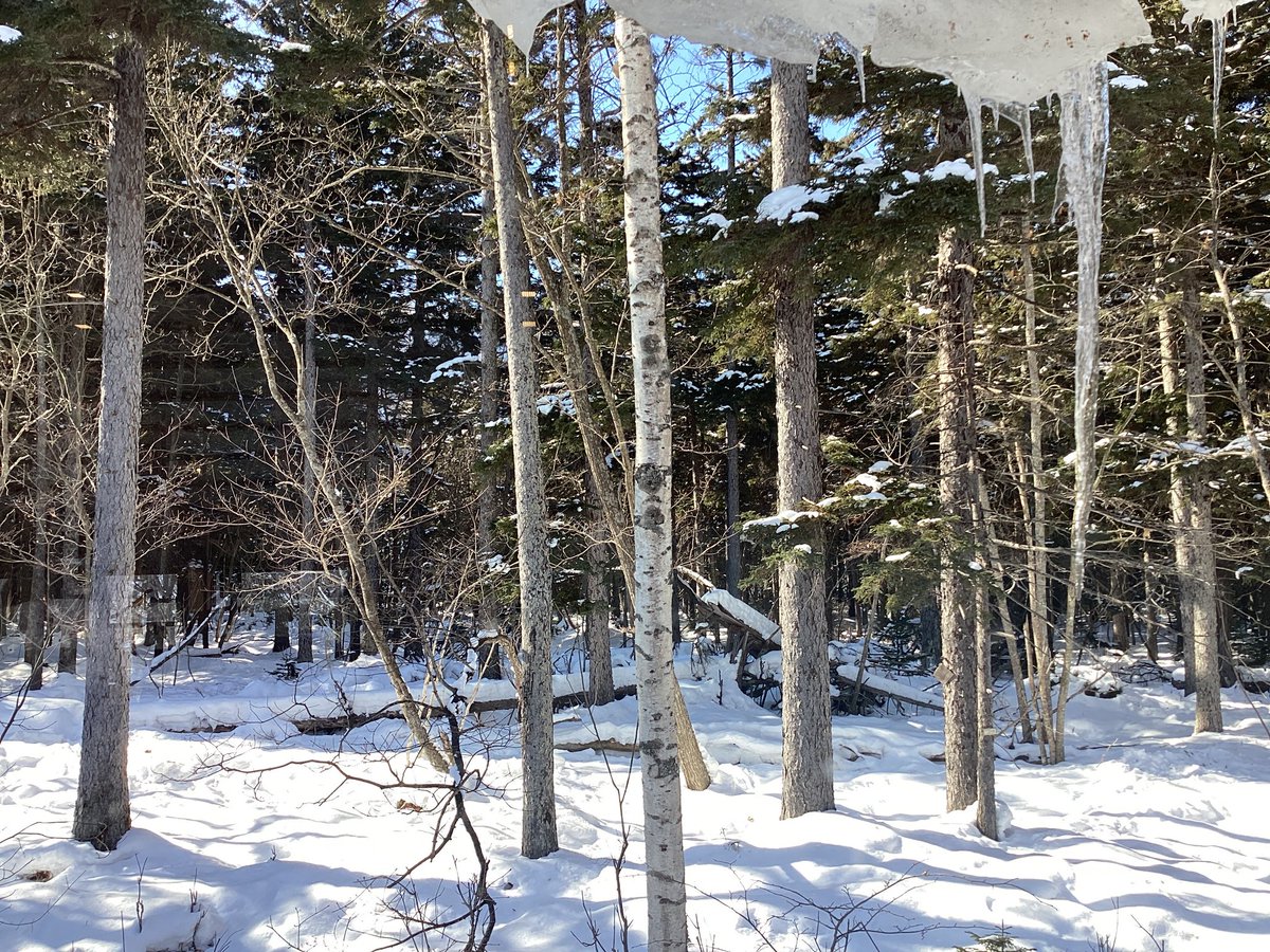 Chip Hop Cafe / 川湯ビジターセンター tweet media