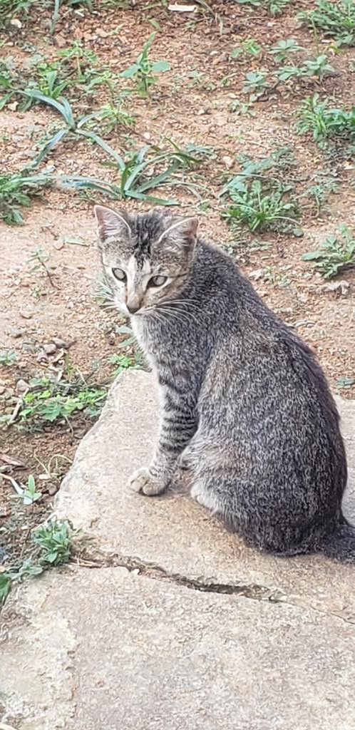 Lo más lindo que vi hoy. Un michi un un "pequeño" estrabismo en la mirada. 👉👈