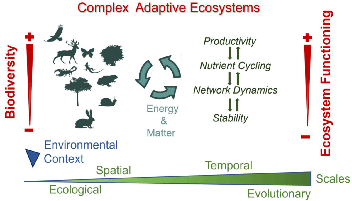 DiversityMDPI's tweet image. 🌍Read Alert

🔬Revisiting Biodiversity and Ecosystem Functioning through the Lens of Complex Adaptive Systems

🧬by Correia and Lopes
Article Views 1139
Citations 12
#Biodiversity #EcosystemFunctioning #ComplexAdaptiveSystems #EnvironmentalScience

🔄mdpi.com/1424-2818/15/8…