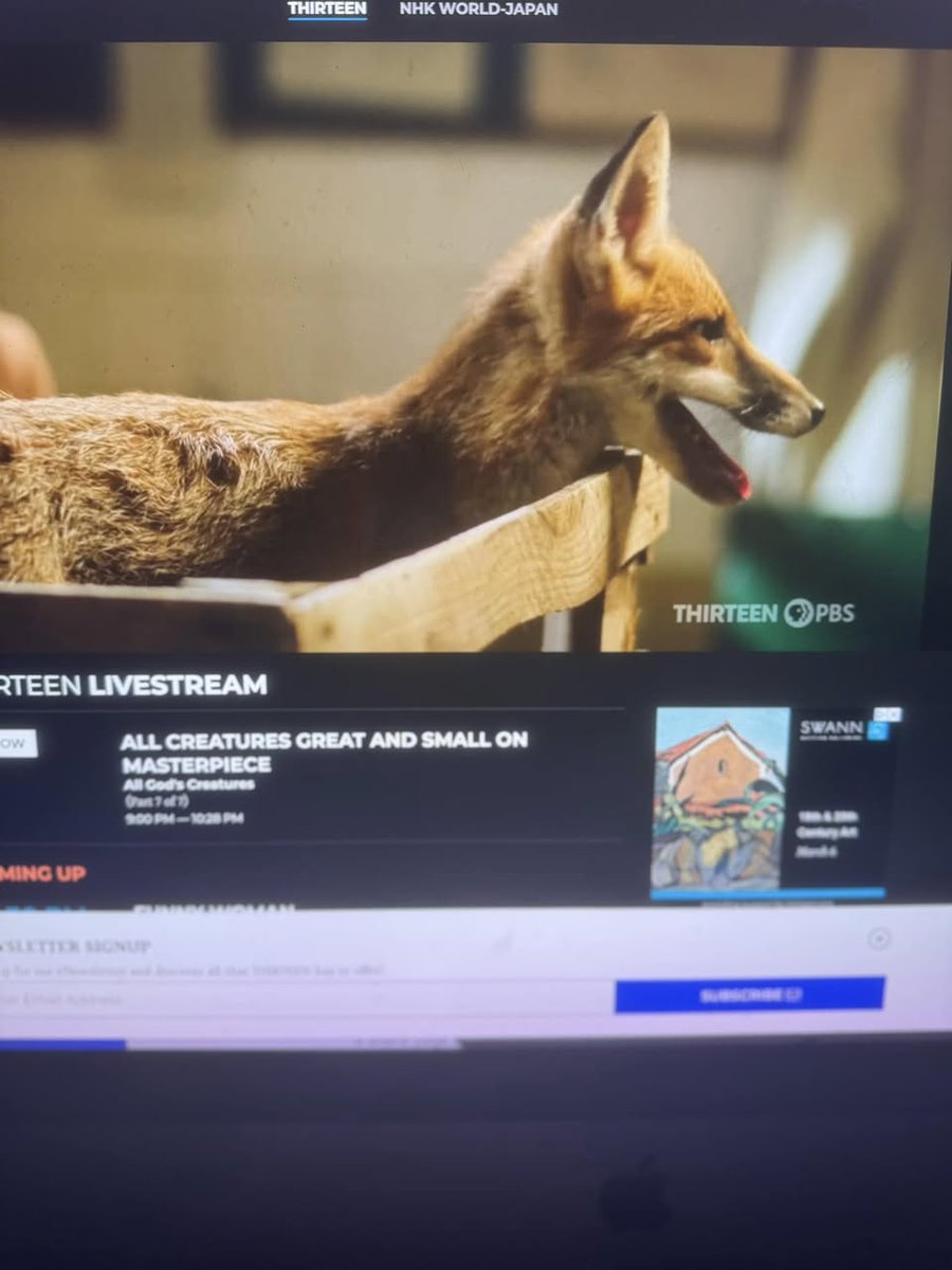 paulinepark's tweet image. &quot;All God&apos;s Creatures&quot; is on PBS now &amp;amp; in the season finale of &quot;All Creatures Great &amp;amp; Small,&quot; a boy brings a fox into the vets... #Füchse #rävar #renards #volpi #여우