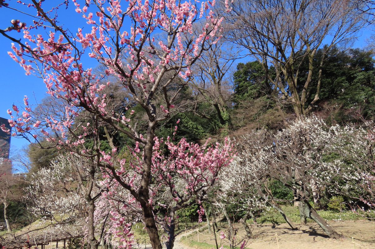 当園には、40種類を超える約150本の梅の木があり、約1ヶ月をかけて順次咲いていきます。現在は、早咲き、中咲きに加え、遅咲きも開花し、梅林は多くのお客様で賑わっています。今日は快晴の休日。皆様も、どうぞ当園の梅をお楽しみください。
#小石川後楽園 #日本庭園 #文京区 #梅 #ウメ