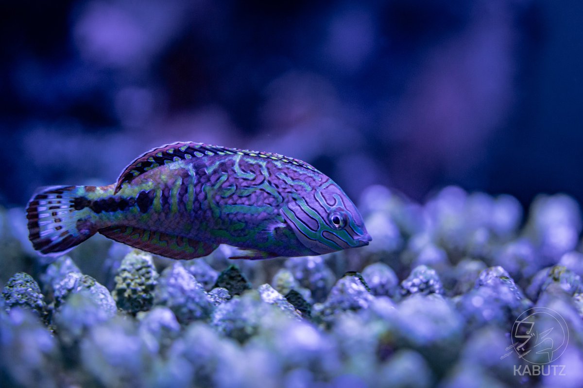 個性的な色と模様が美しい小さな魚 #竹島水族館 #ディビデッドラス
