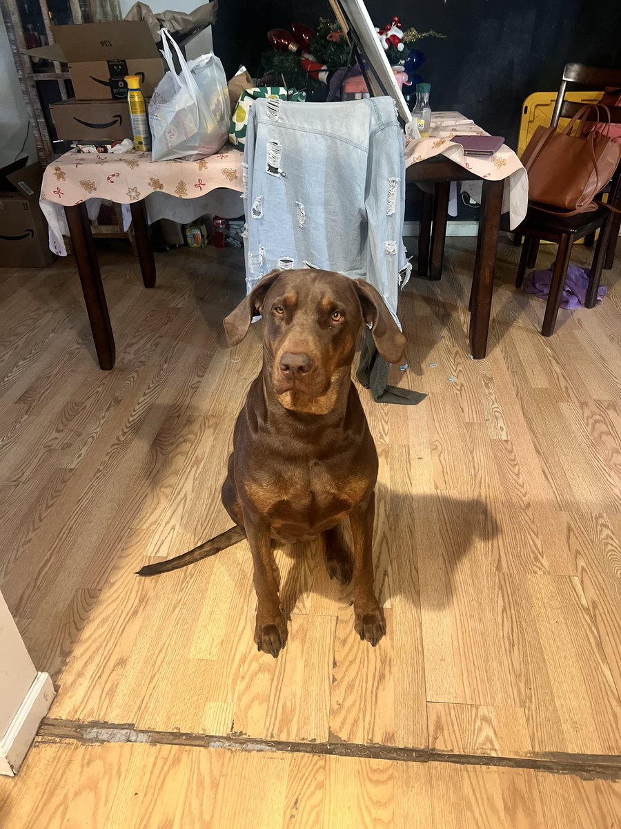 Yes and one likes to beg for food 😂