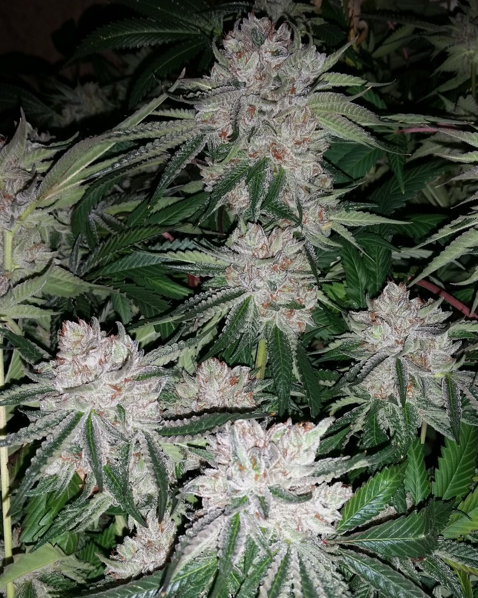 humboldt_csi's tweet photo. Three Queens (WhiteFire #43 x Bubba Kush)...one of my early hybrids from a decade ago.  A blend of the homie @OGRaskal1 's  WhiteFire (Fire OG Kush x The White) and the original Bubba Kush from my buddy @707seedbank    #bubbakush #fireogkush #thewhite #threequeens https://t.co/B0grafRSnG