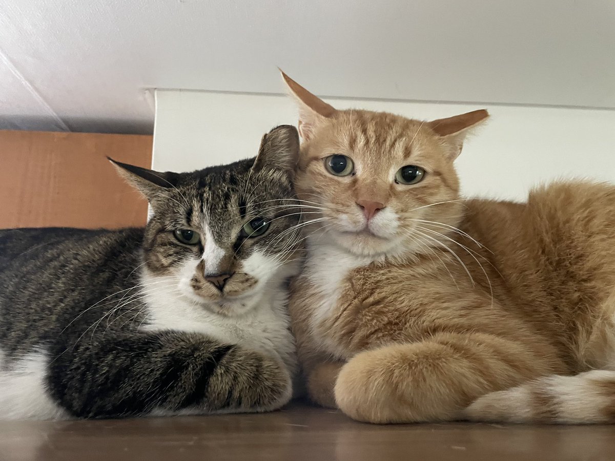 우왕 우리 헨젤이랑 그레텔이랑 실내에 들어와서 얼굴이 계속 피고 있어요 🥹😍
가족을 만나면 더더 예뻐지겠죠? 🥰🥰

#사지말고입양하세요 #고양이입양 #성묘입양 #동반입양 #헨젤과그레텔 #제리와테리