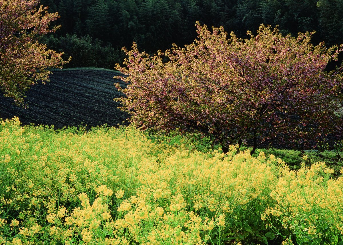 第20回 美しい風景写真100人展 作品紹介】 本日は、「第20回 美しい風景写真100人展」より内藤昇さんの素敵な作品をご紹介します。 ぜひ美しい風景をお楽しみください。  ㅤㅤㅤㅤㅤㅤㅤ 作品：「山里の春」内藤昇 「第20回美しい風景写真100人展」 ㅤㅤㅤㅤㅤㅤ *本ページ ..., image size:1200x857