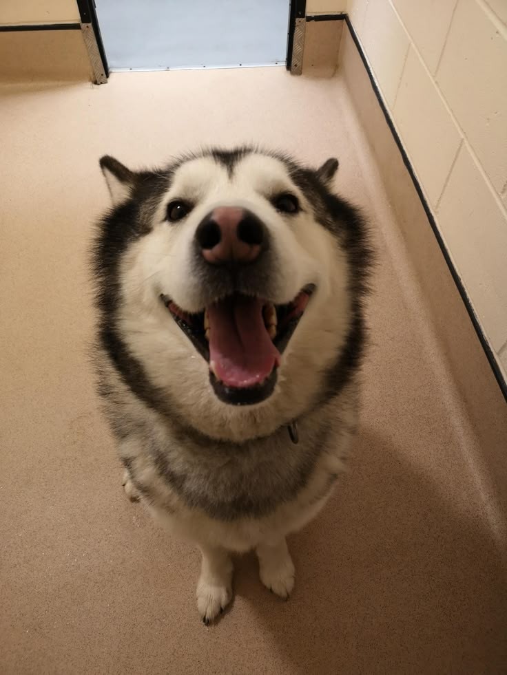 auxawnel's tweet photo. 🐕💗 https://t.co/qhJfmlsPb5