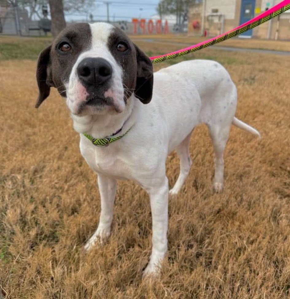Dubs4Mutts's tweet photo. 🐶 TOSTADA ♥️ #A376914 needs a loving hero fast! She’s in the terrible list for space 🥺 She’s a healthy beautiful #EnglishPointer mix ready to go to a forever🏡 Please #AdoptMe from #CorpusChristi #Texas Monday 2/24 🆘 https://t.co/ibFIvQ7INU https://t.co/k0cykQXK5L