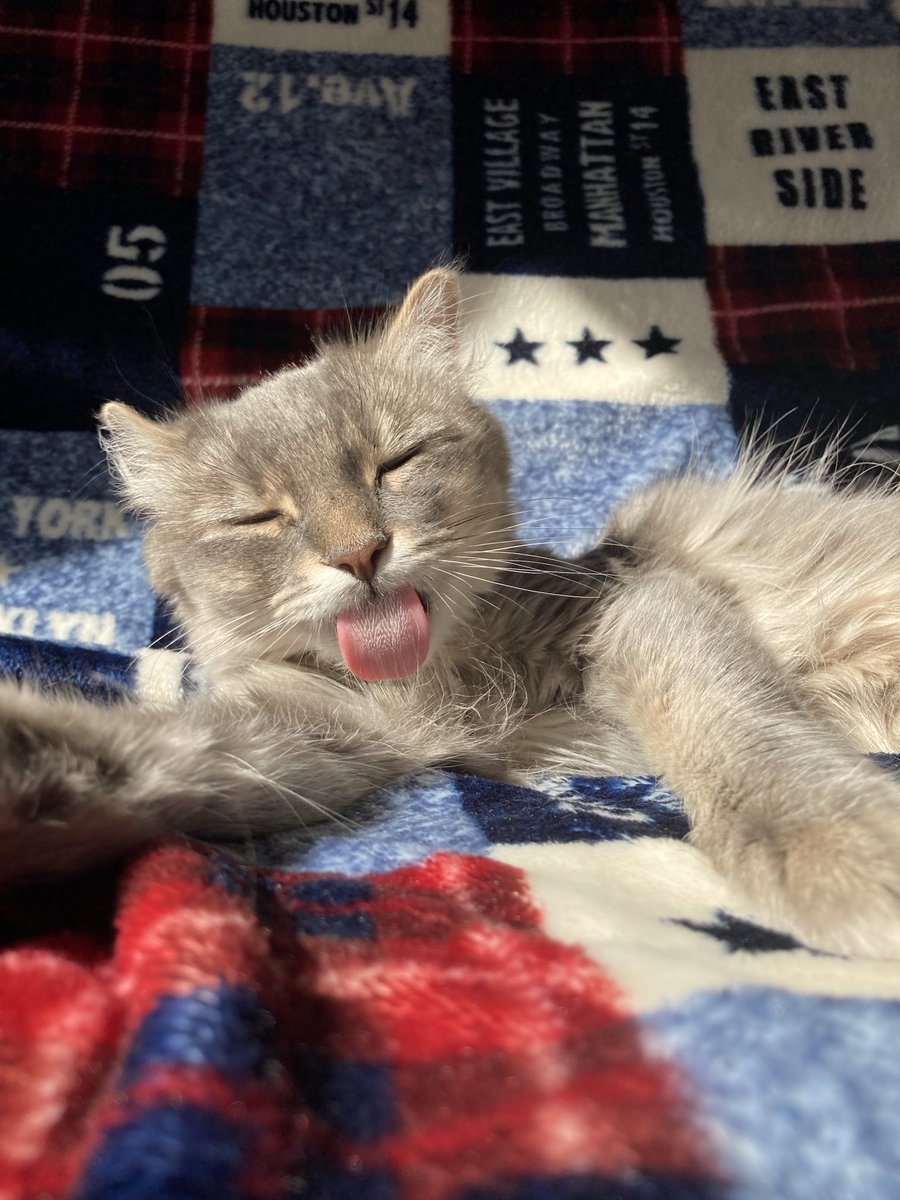 800tomtom's tweet photo. 今日の1枚
休みの日だとこういう写真が撮れるのが嬉しい

#アメリカンカール
#猫のいる生活
#休日 https://t.co/9YOZEOzg6z