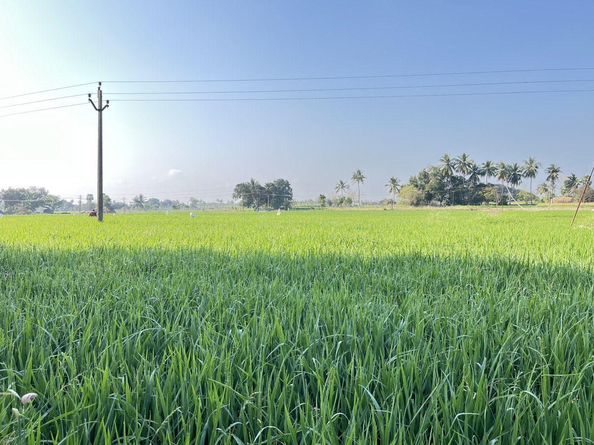 Boopathi_adv's tweet photo. நெல்!💚
#விவசாயம் | #Agriculture | #Pattali https://t.co/HQdvoQEupe