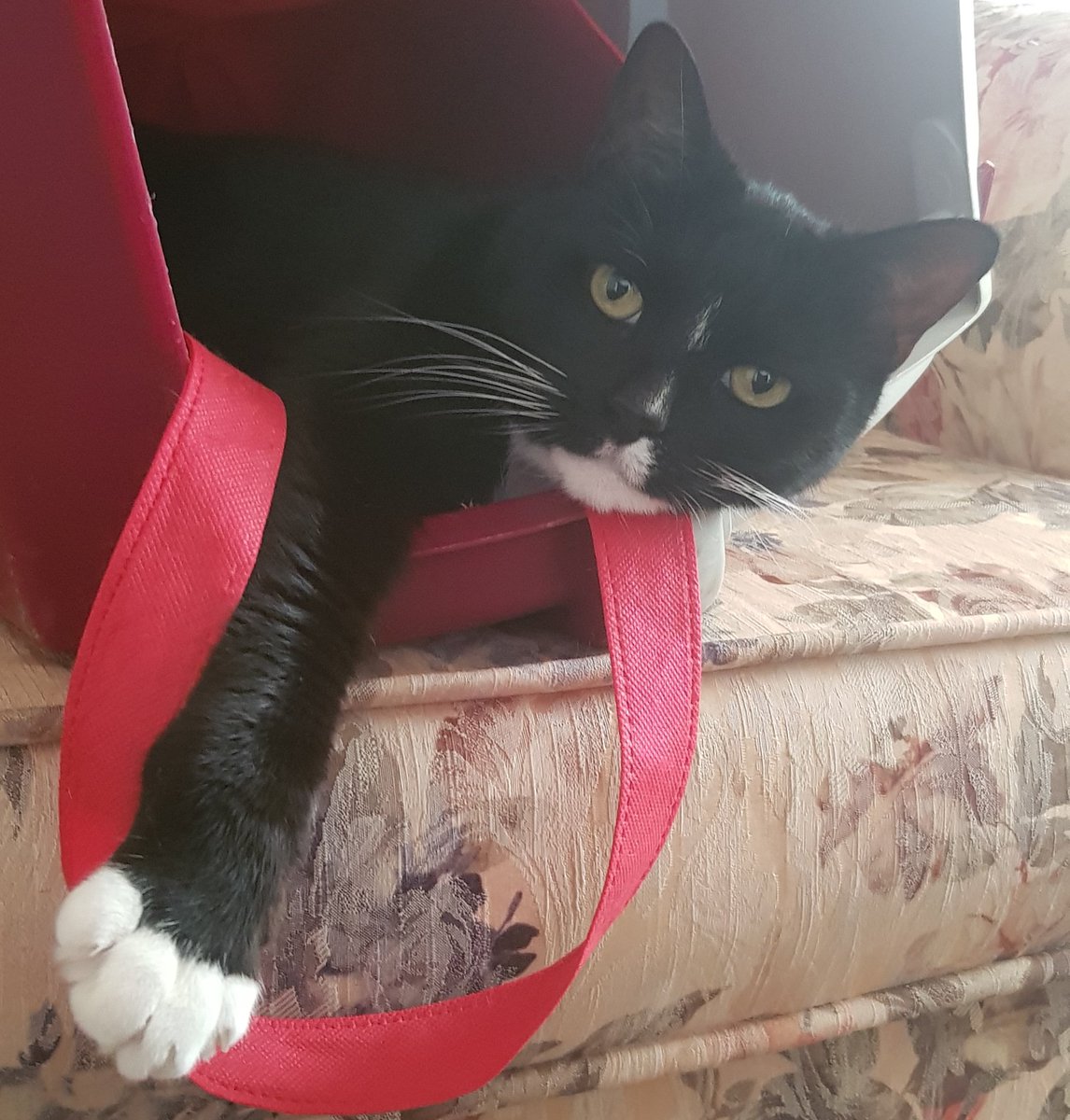 rainbow_milo's tweet photo. @NyahalloShop I do love tuxedo cats :3 gl everybody https://t.co/PF88sdNpnq