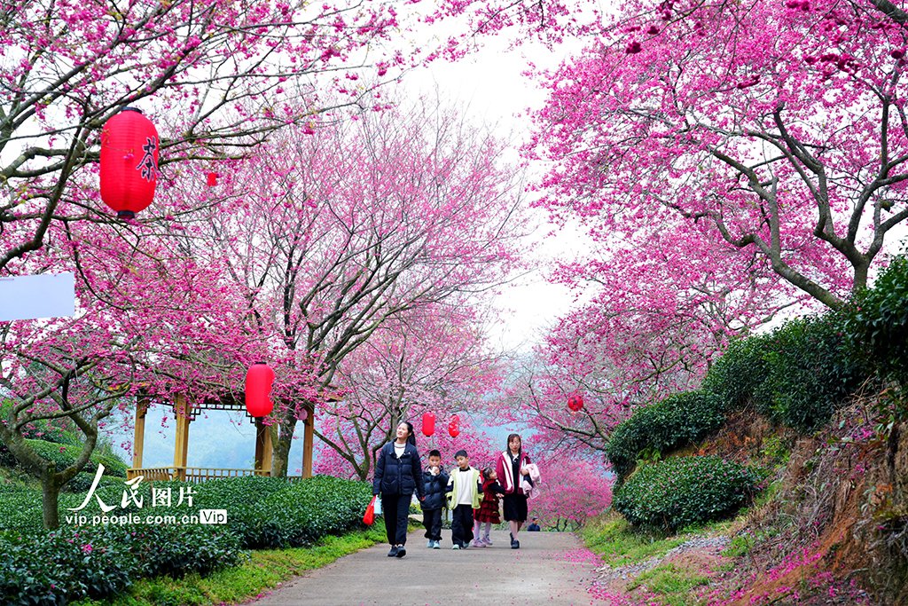 PDChinese's tweet photo. 【福建漳平：茶園櫻花開】2月22日，福建省漳平市永福鎮台品櫻花茶園的櫻花綻放，吸引了眾多遊客前來踏青賞花。 https://t.co/DStttHOM04