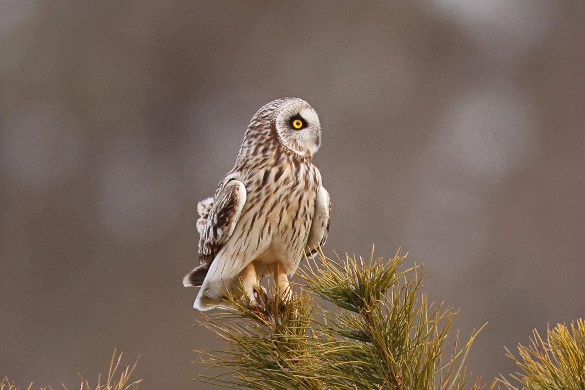 LeoPM20's tweet photo. New York State Short-eared owl #shortearedowl #shortearedowls #shorteared #lovenewyork #wildlifephotography #wildbirds #owllover https://t.co/ZleUlKONfJ