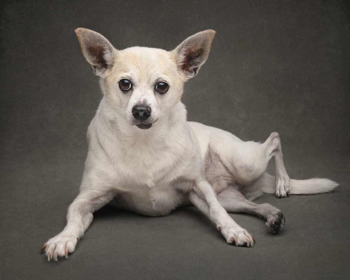 “Homer” s Legacy week … the one who started it all and along with his 2 best friends, “Surfer and Simon”  led the way to 15 years of rescue, 2000+ rescue dogs . All 3 of these dogs left this earth back to back - “Homer” R.I.P. February 27, 2024 #TheBeginingAndTheEnd 2009-2024