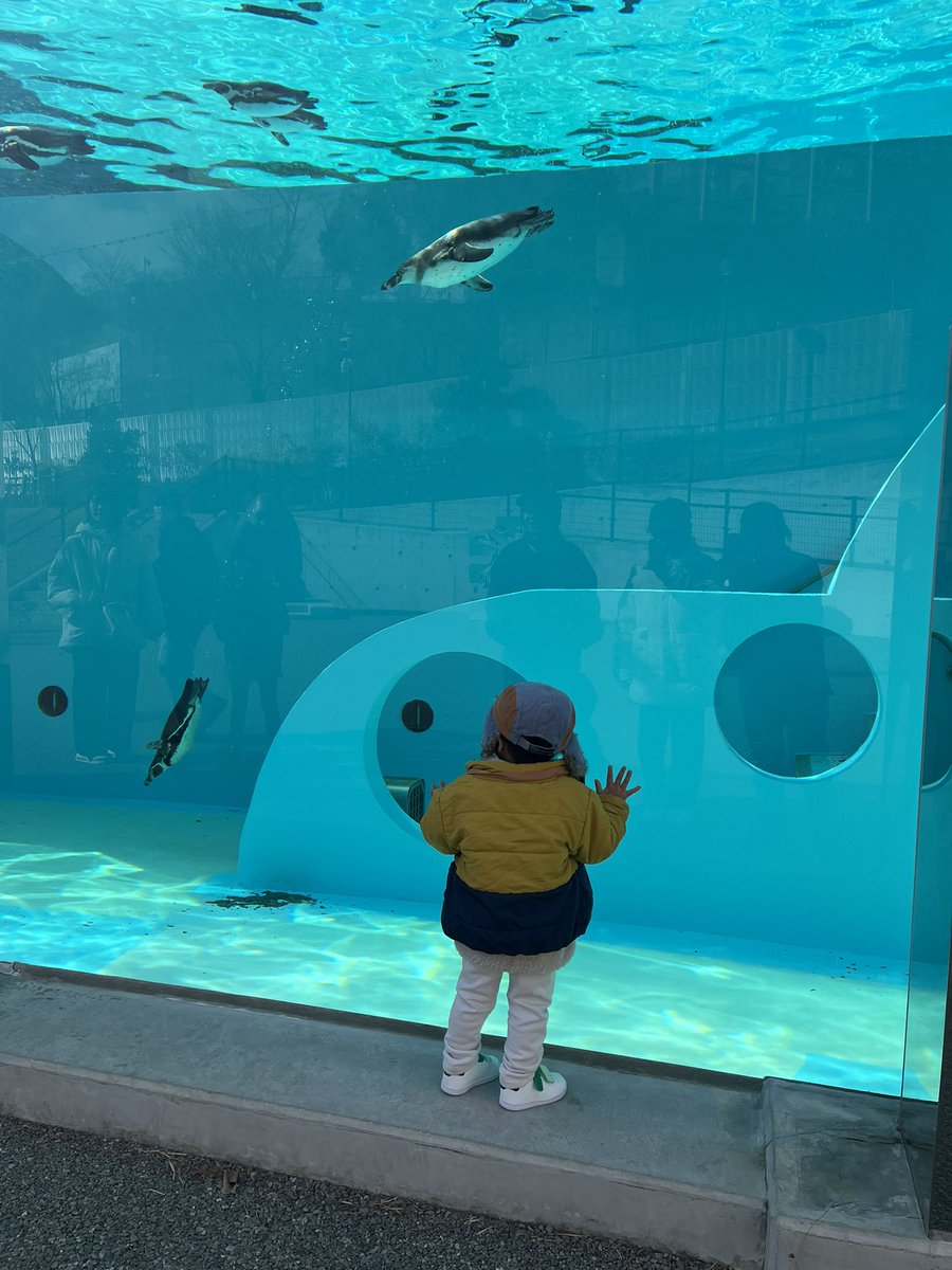 ojaru222's tweet photo. ペンギン可愛い

#2月の動植物園もいいね https://t.co/Lgmf2TSYg7