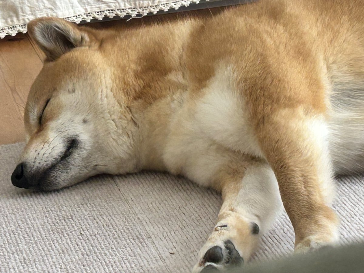 dashi_konbuu's tweet photo. 妹に「大倉くんが結婚したのも知らずに呑気な犬」と言われた犬 https://t.co/rbKUHJtwco