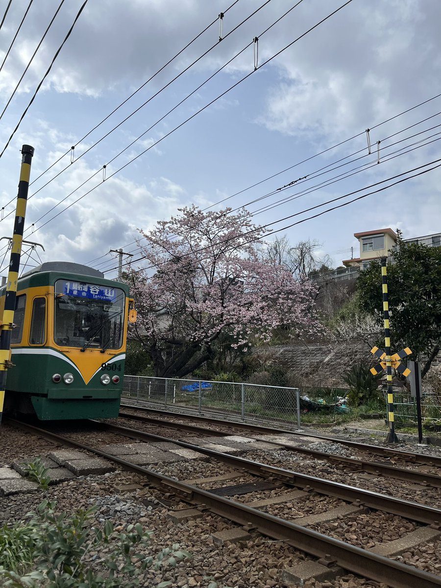 natu_index's tweet image. 去年から気になっていた早桜
隣に梅の木も咲いてるの

近所には、菜の花も咲き
春は近いんだね。

桜の木と路面電車が走る瞬間を撮りたかった！
だって、今しか撮れないから。
今しかないこの瞬間を大切にしたい。

#ワープ女子 #teamidol #鹿児島市交通局 #i路面電車
