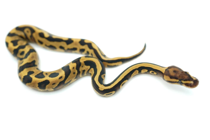 KaraCorvus's tweet photo. We have one little baby left that is available! Please let me know if you're interested. They are very confident and socialized already!
https://t.co/g02e3QEqA0 https://t.co/BODGhsETGZ