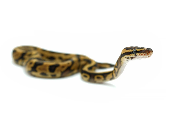 KaraCorvus's tweet photo. We have one little baby left that is available! Please let me know if you're interested. They are very confident and socialized already!
https://t.co/g02e3QEqA0 https://t.co/BODGhsETGZ