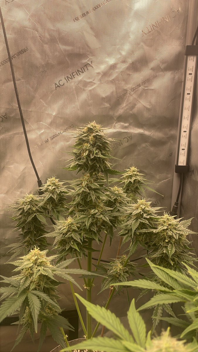 RedboneDemo's tweet image. Auto regs! These are the first ones I made. Crossed one with my 2nd cross.