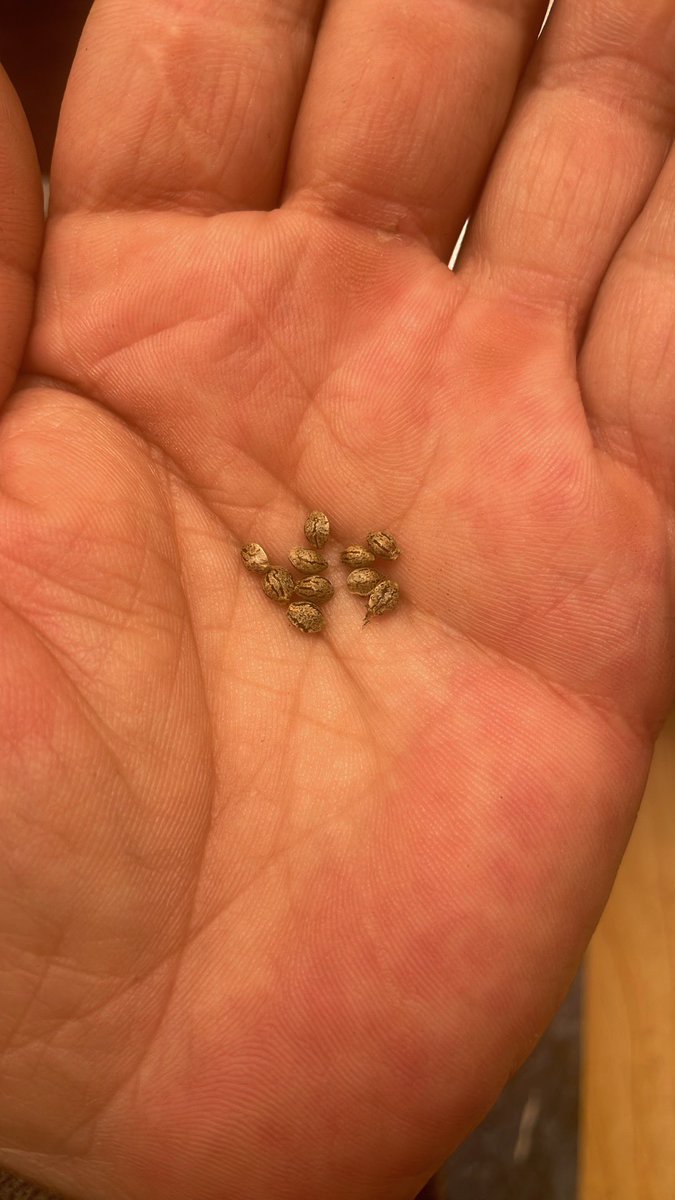 RedboneDemo's tweet image. Auto Regs! Excited to hunt these.