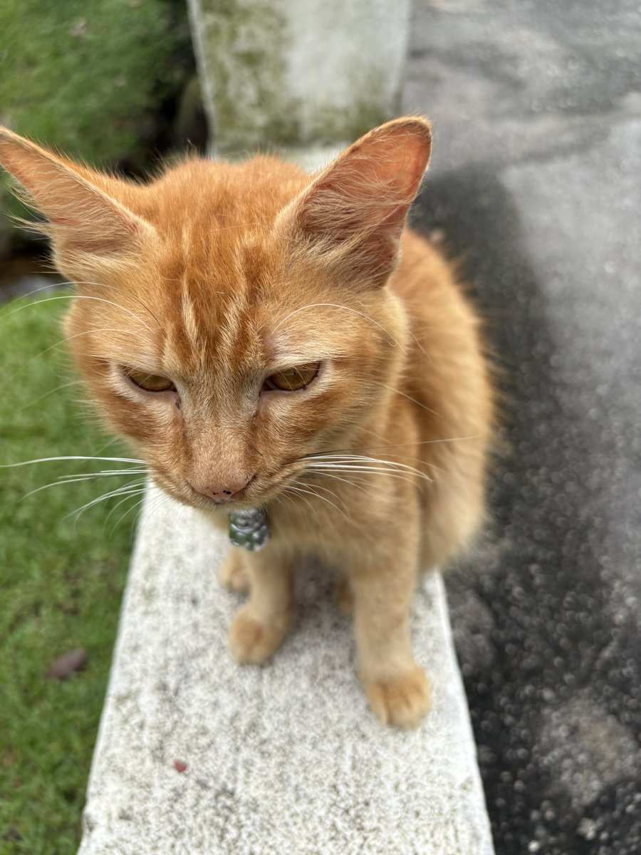 xiaomei___19's tweet photo. 管理にゃんさんもいた。
#ねこかわいいね
#朝散歩
#bukitgasing https://t.co/mcSC2KaG2y