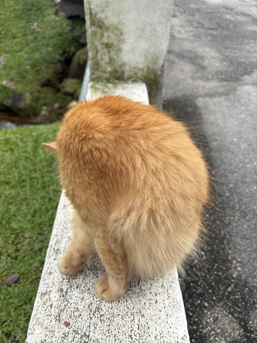 xiaomei___19's tweet photo. 管理にゃんさんもいた。
#ねこかわいいね
#朝散歩
#bukitgasing https://t.co/mcSC2KaG2y