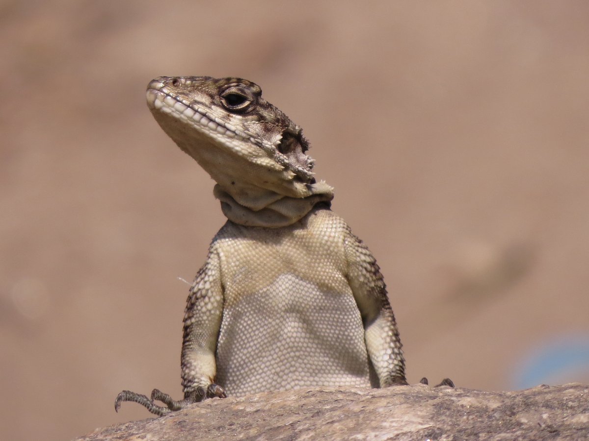 Kashmir Rock Agama is rather disappointed with Gafadi world leaders on climate change matters! Fairly common in Nepal's lower hills, said to be mostly vegetarian (I would say also has plants in its diet!), very attractive lizard. On my recent field visit, I failed 2 see one!?
