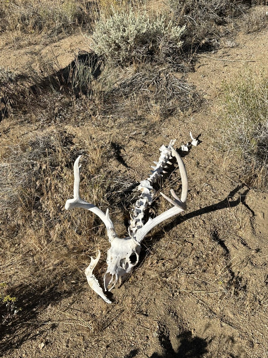 SeanCasserly's tweet image. 2024 Sierra Challenge Day 7
Mahala Joe Peak aka Piper Peak
#summitswagger #peakbagger