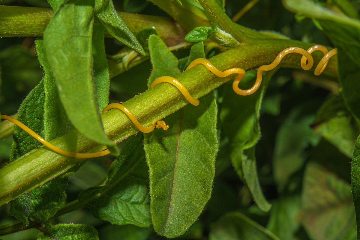 NewsMedical's tweet image. Venom is everywhere: Study examines hidden toxin delivery systems across life forms 🐍🦠🌱 news-medical.net/news/20250223/… #Venom #Toxins #Evolution #Biology #Nature #Science #Microbiology #Fungi #Plants @Toxins_Mdpi
