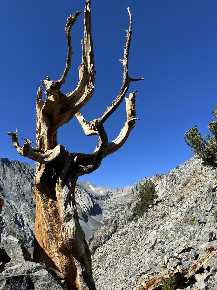 SeanCasserly's tweet image. 2024 Sierra Challenge Day 9
Oak Peak
#summitswagger #peakbagger