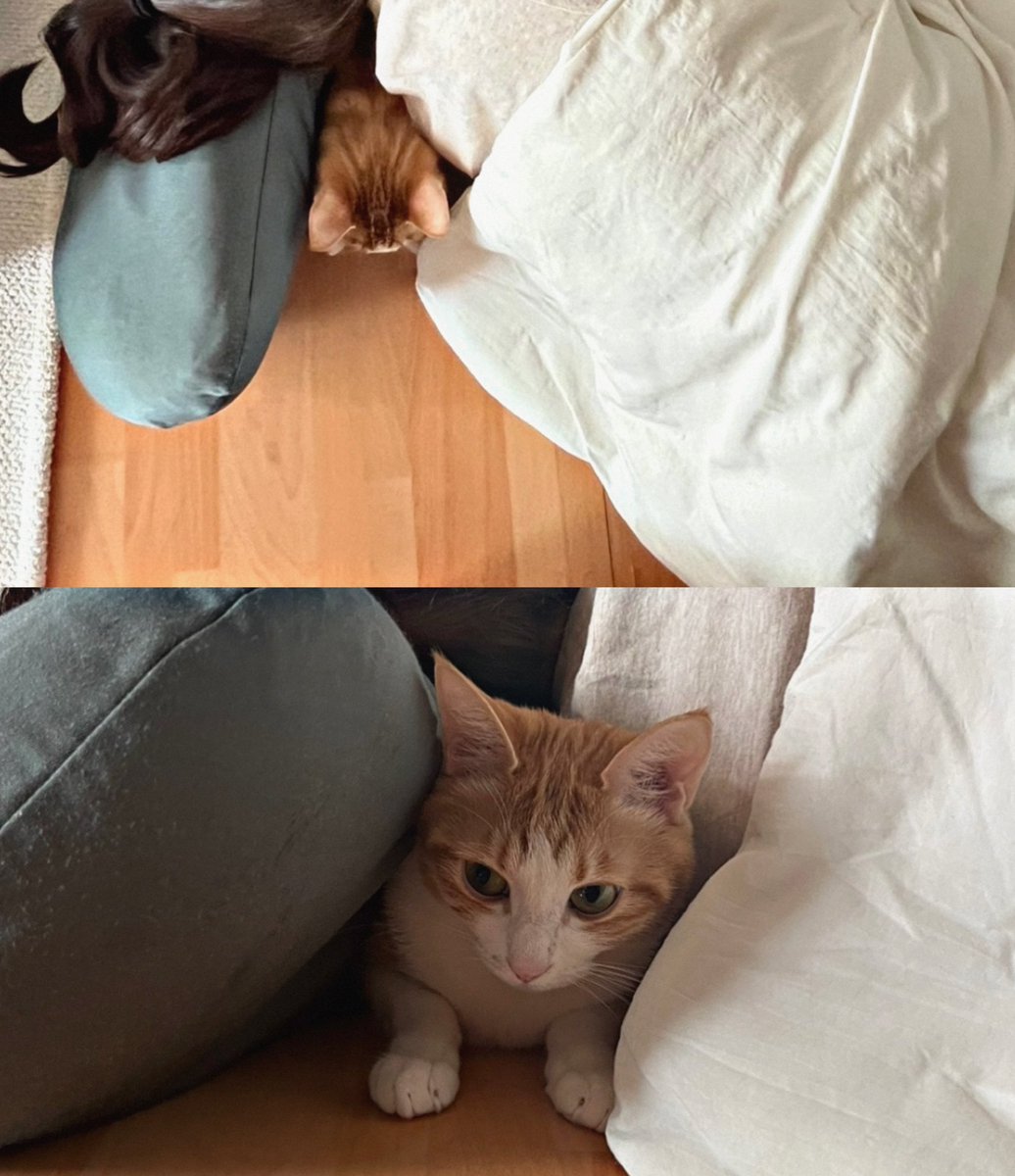 햇돌 tweet media