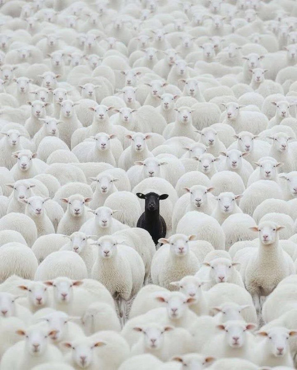 The phrase ‘Black Sheep in the family’ denotes someone who stands out in a negative way and is disgraced. 

But there’s another way to see someone who stands out from the crowd:  As a distinctive person, a maverick, a disruptive thinker. 

DON’T  be afraid to be different
