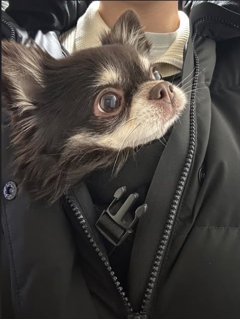 작은마로 너무 귀엽고 소중해