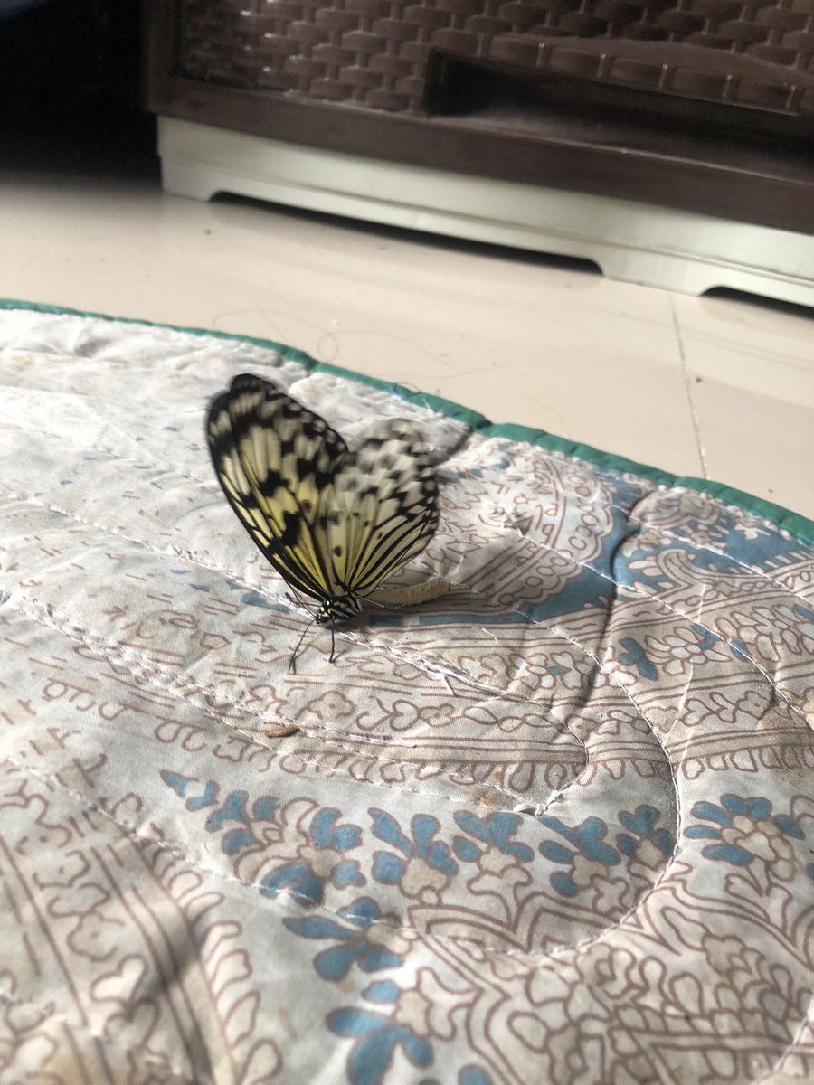 leannaaa_dm's tweet photo. Idk, everytime I see a butterfly it reminds me of someone in heaven

Namiss ko tuloy lola ko. I love you, Lola Pacing. 🥹🤍 https://t.co/3b6qaK43c9