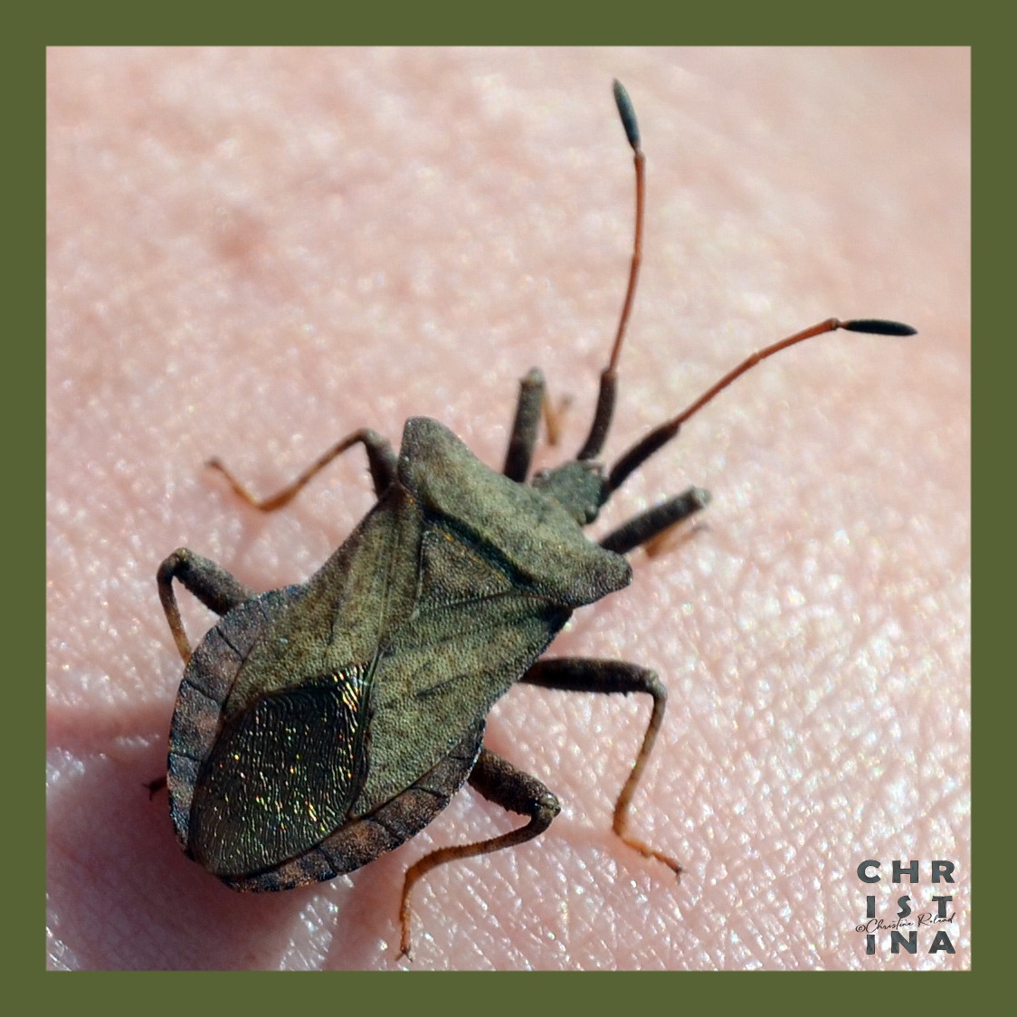 #KleurInDeNatuur dag 24 #DonkerMosgroen rgb 87 99 52. Je kunt de kleurstof maken met wede, wouw en ijzererts.  Zie alt-tekst voor uitleg over de foto