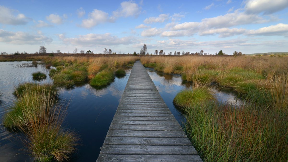 Yi Jiao (@jiaoyijoey) on Twitter photo 📢PhD Vacancy📢: Fully funded PhD fellowship in #peatland #VOCs #biogeochemistry at the University of Copenhagen! This position is part of my villum young investigator grant, co-supervised with <a href="/Riikka_Rinnan/">Prof. Riikka Rinnan</a>, and hosted by the vibrant <a href="/VOLT_center/">VOLT - Center for Volatile Interactions</a>.
➡️employment.ku.dk/phd/?show=1635… 📢PhD Vacancy📢: Fully funded PhD fellowship in #peatland #VOCs #biogeochemistry at the University of Copenhagen! This position is part of my villum young investigator grant, co-supervised with <a href="/Riikka_Rinnan/">Prof. Riikka Rinnan</a>, and hosted by the vibrant <a href="/VOLT_center/">VOLT - Center for Volatile Interactions</a>.
➡️employment.ku.dk/phd/?show=1635…