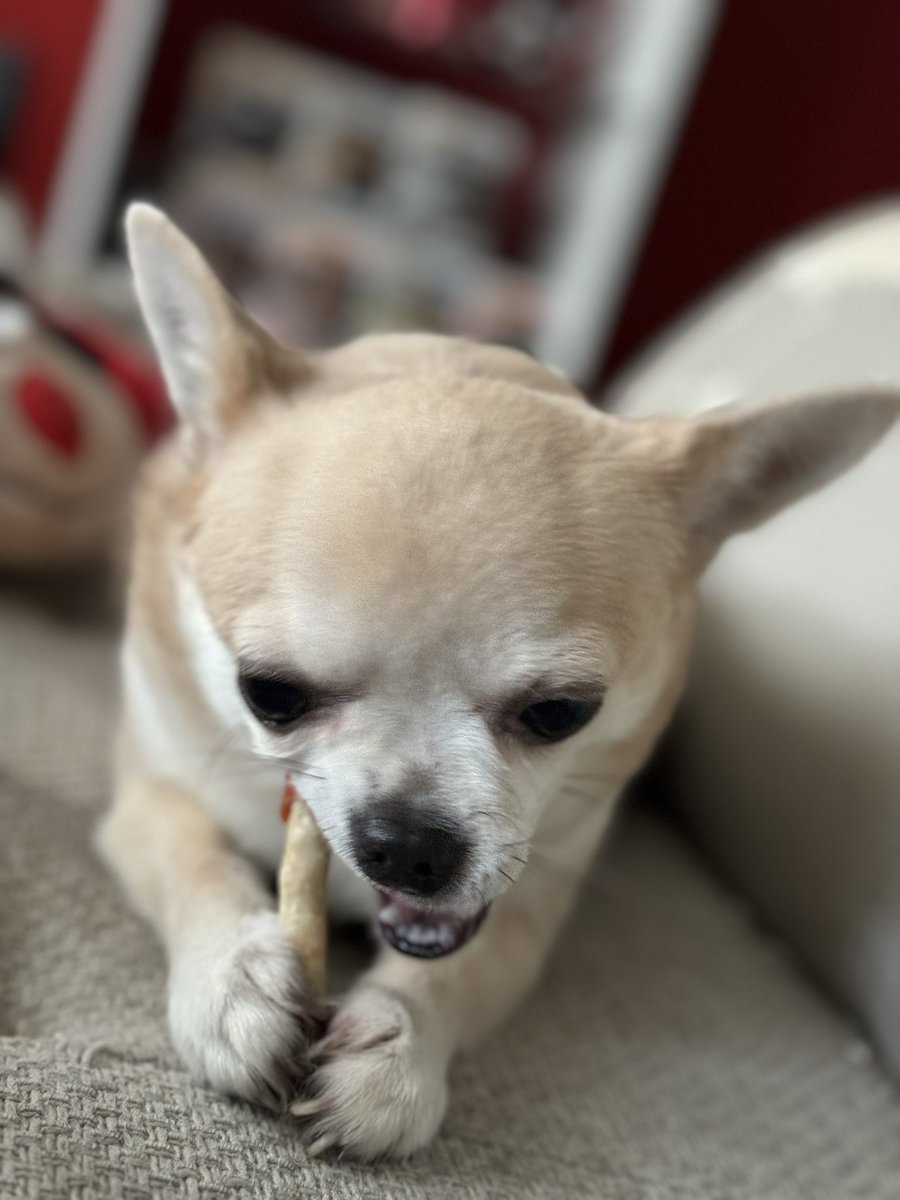 DjentBeard's tweet image. Team NCGD needs some restructuring on the COD side. 

I am looking for content creators and snipers mostly. 

Numbers dont matter, i can help you get your channel monetized if you're small. All i ask is dedication. 

My DMs are open. 

(Puppy for attention)