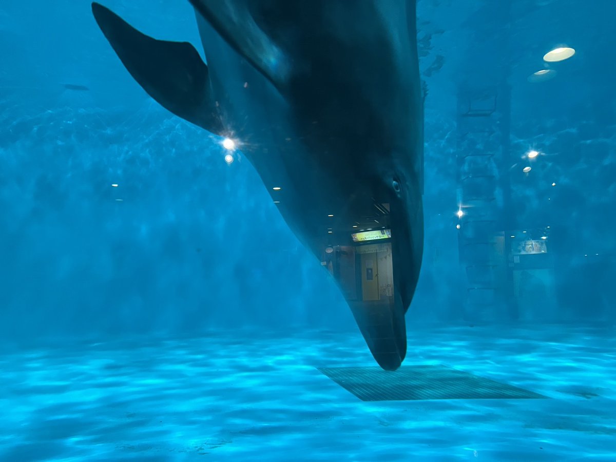 reiyers_cos's tweet image. 🐠東京都品川区
しながわ水族館
#コスプレイベント
3/22(土) x.gd/HWVcz
4/19(土) x.gd/OxiRp

水に包まれているような作品撮り📸
人を見ると寄ってくるイルカちゃんが可愛いです🐬

画像提供：中野べこ@bacon1007cos2nd
撮影：ダリ様@dali_cameko

#麗yers #rewires