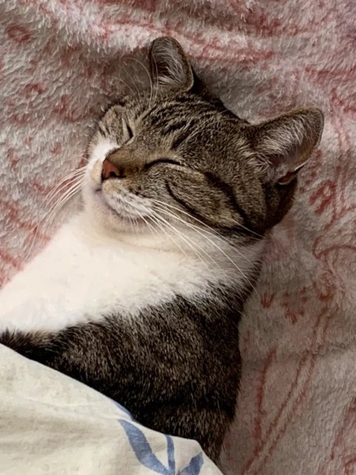 これは「スヤァ…」を極めたネコ 