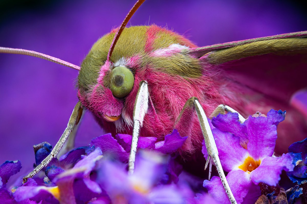 Luke D Chambers (@macrochambers) on Twitter photo After finding a large pupa in the garden, my son and I decided to monitor, to see what would emerge. Turns out is what a stunning Elephant Hawk Moth (Deilephila elpenor) ๐
<a href="/BBCSpringwatch/">BBC Springwatch</a> <a href="/YorksWildlife/">Yorkshire Wildlife Trust - follow us on Bluesky ๐ฆ</a> <a href="/BritishMoths/">British Moths</a> #macro #wildlife #Deilephilaelpenor #beautiful #earthcapture After finding a large pupa in the garden, my son and I decided to monitor, to see what would emerge. Turns out is what a stunning Elephant Hawk Moth (Deilephila elpenor) ๐
<a href="/BBCSpringwatch/">BBC Springwatch</a> <a href="/YorksWildlife/">Yorkshire Wildlife Trust - follow us on Bluesky ๐ฆ</a> <a href="/BritishMoths/">British Moths</a> #macro #wildlife #Deilephilaelpenor #beautiful #earthcapture