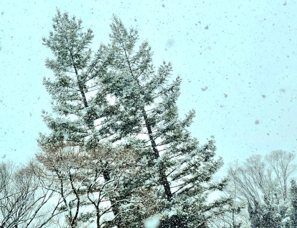 「今日は雪が降ったけど、この程度なら休まないいつもと違う景色の中歩くのは楽しかった」|樋口橘@「シャンピニオンの魔女」マンガparkで連載中🍄7巻発売中🍄のイラスト