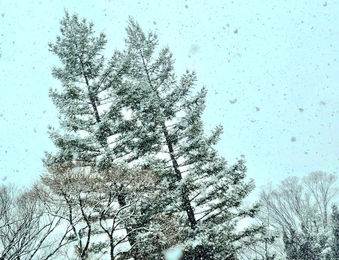 今日は雪が降ったけど、この程度なら休まないいつもと違う景色の中歩くのは楽しかった#毎日冬ウォーキング 